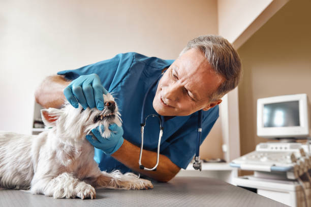 Professional Emergency Dental Service in HI